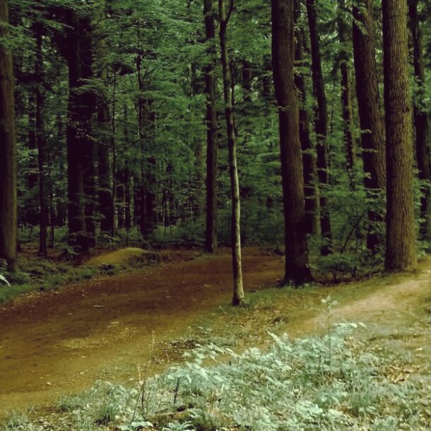 Energia lasu energia drzew