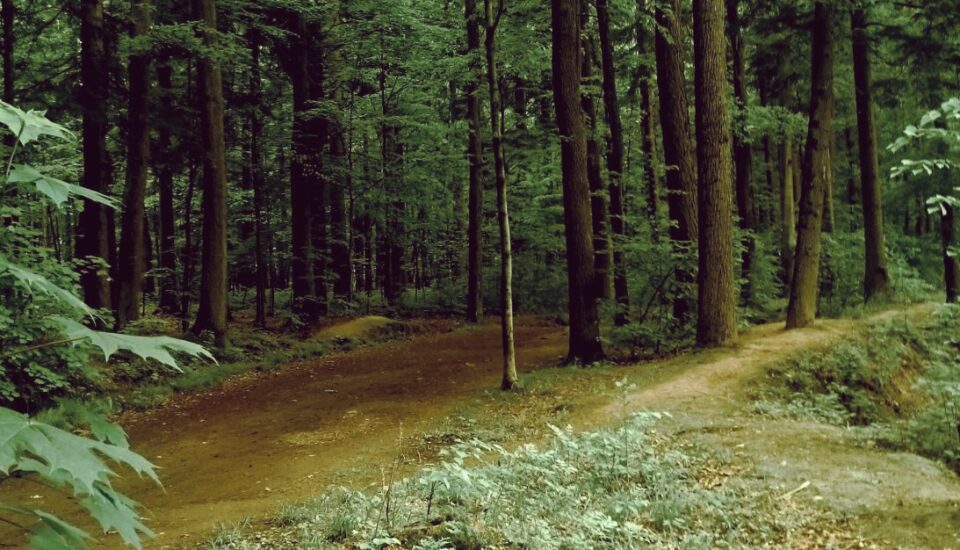 Energia lasu energia drzew