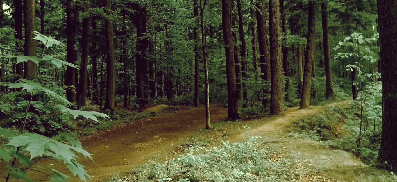 Energia lasu energia drzew